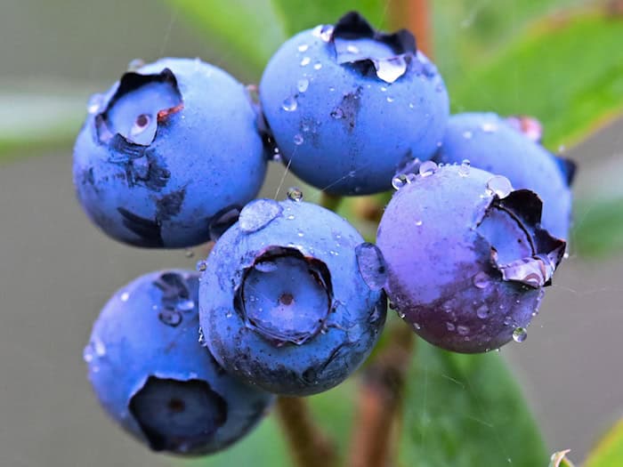 Jetzt kommen die Heidelbeeren vom Feld. Bis September ist Erntezeit.  / Foto: Sebastian Christoph Gollnow/dpa