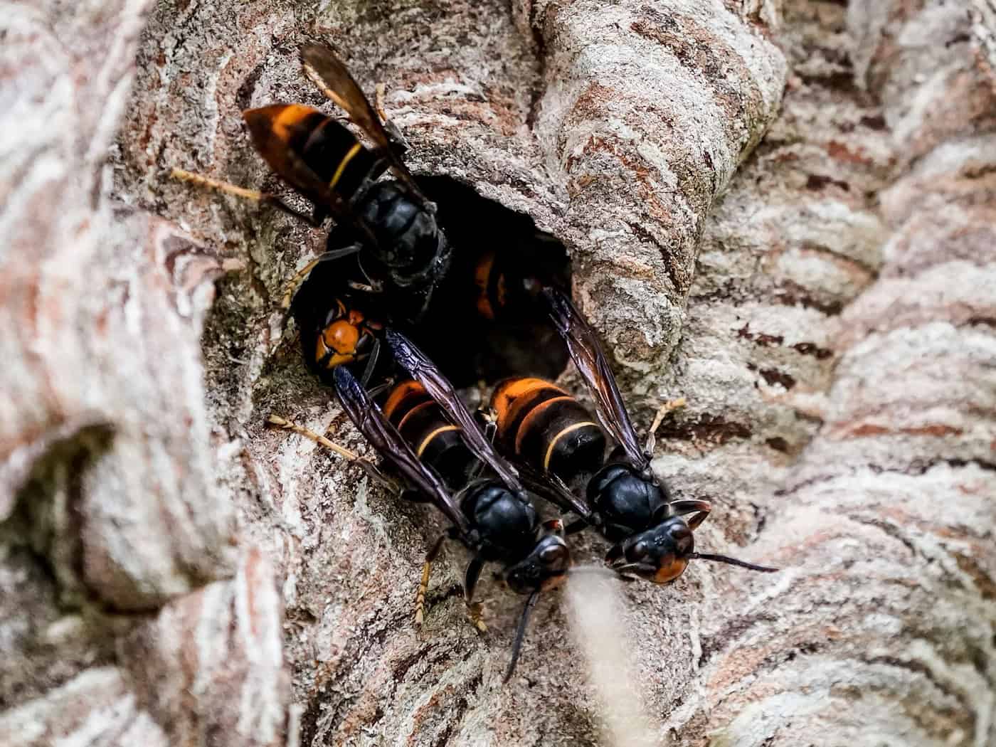 In vielen westlichen Bundesländern ist die Asiatische Hornisse schon länger verbreitet - in Brandenburg wurde ein erstes Nest gefunden. (Archivbild)  / Foto: Axel Heimken/dpa