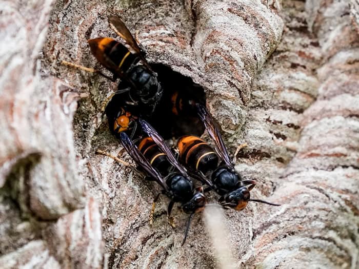 In vielen westlichen Bundesländern ist die Asiatische Hornisse schon länger verbreitet - in Brandenburg wurde ein erstes Nest gefunden. (Archivbild)  / Foto: Axel Heimken/dpa