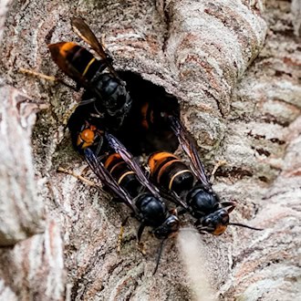 In vielen westlichen Bundesländern ist die Asiatische Hornisse schon länger verbreitet - in Brandenburg wurde ein erstes Nest gefunden. (Archivbild)  / Foto: Axel Heimken/dpa