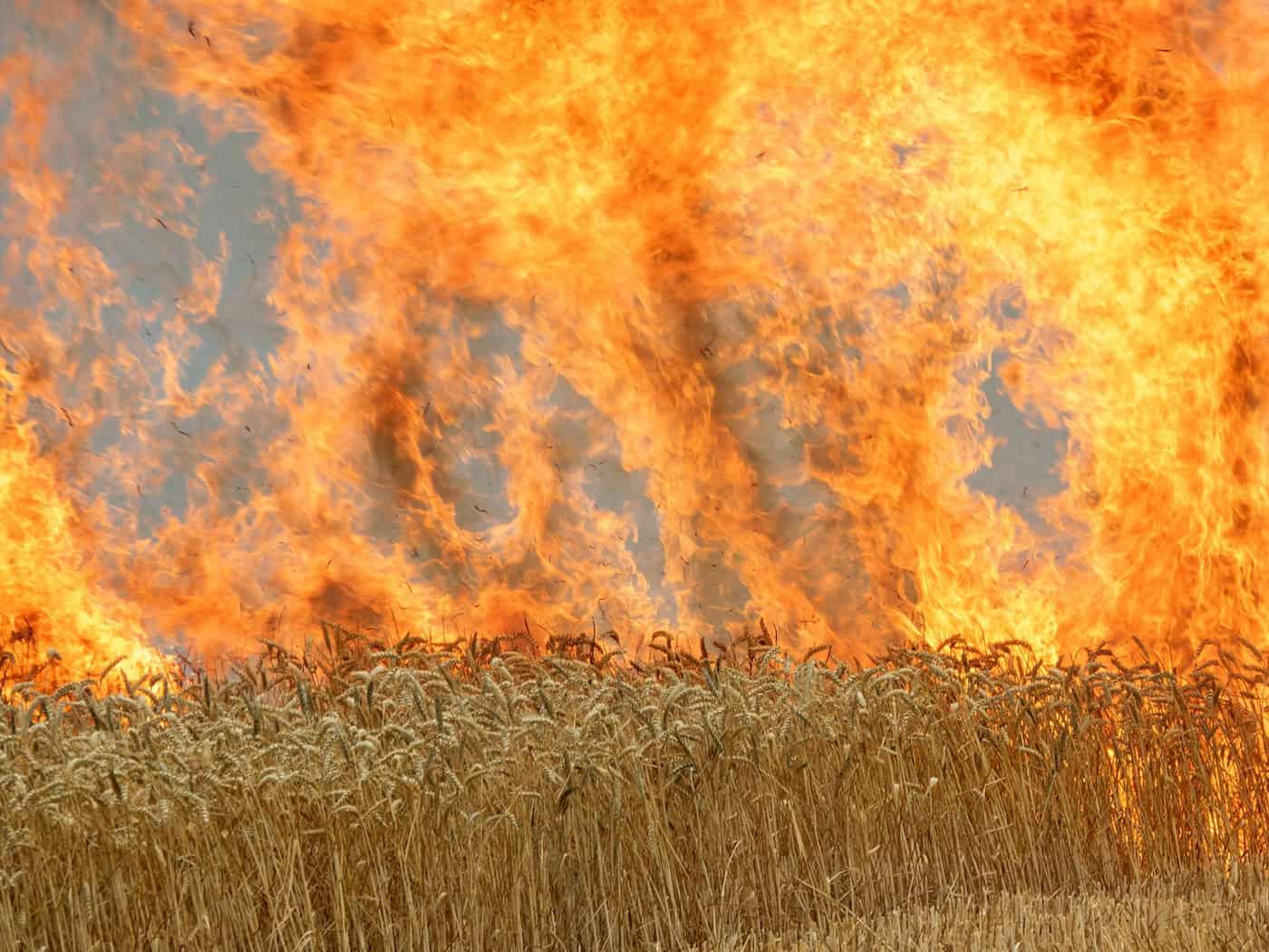 Feuerwehr löscht großen Flächenbrand bei Rheinsberg
