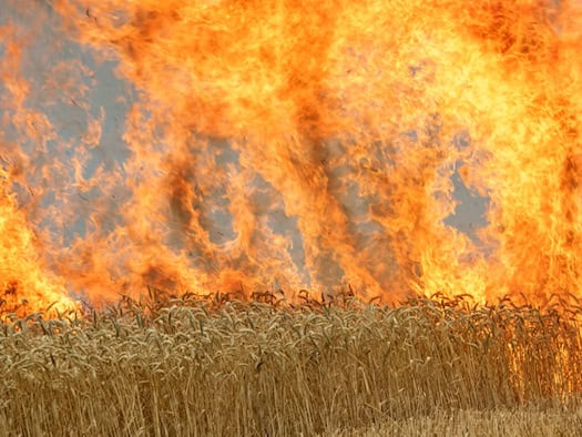 Feuerwehr löscht großen Flächenbrand bei Rheinsberg