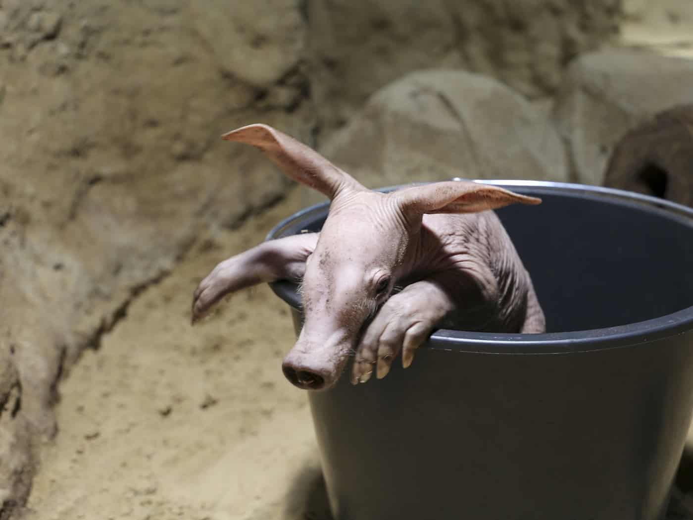 Mit etwas Glück können Zoo-Besucher das kleine Erdferkel in den kommenden Tagen bestaunen. (Handout) / Foto: ---/Zoo Berlin/dpa