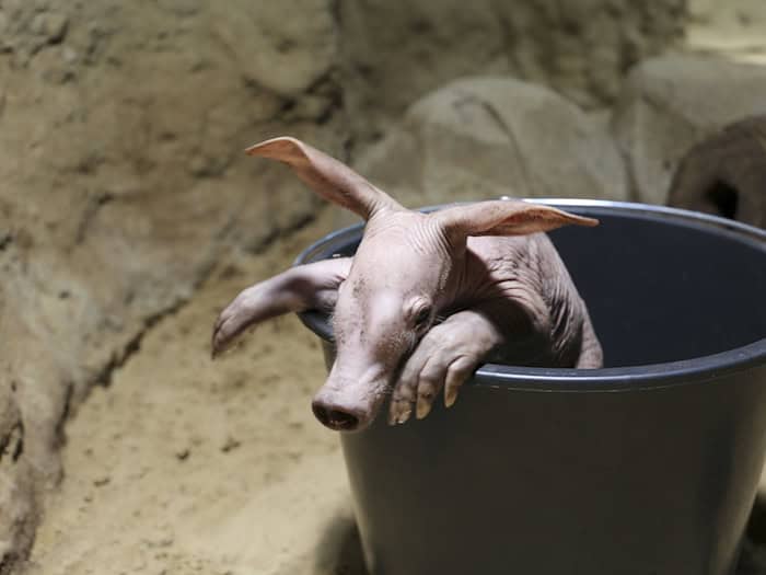 Mit etwas Glück können Zoo-Besucher das kleine Erdferkel in den kommenden Tagen bestaunen. (Handout) / Foto: ---/Zoo Berlin/dpa