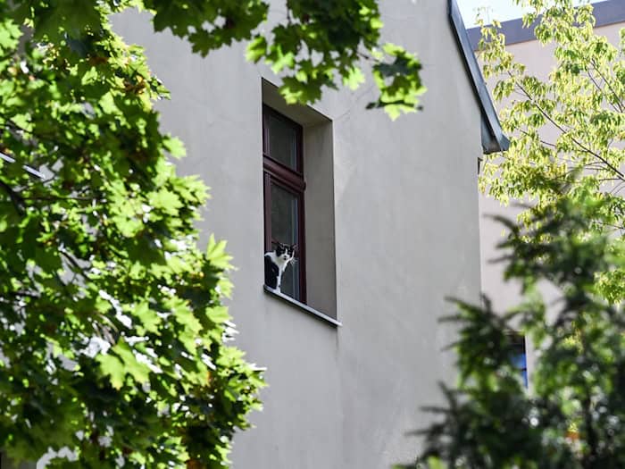 Auch wenn Katzen ein gutes Gleichgewicht haben, kann ein Sturz aus dem Fenster sehr gefährlich sein. (Symbolbild) / Foto: Jens Kalaene/dpa-Zentralbild/ZB