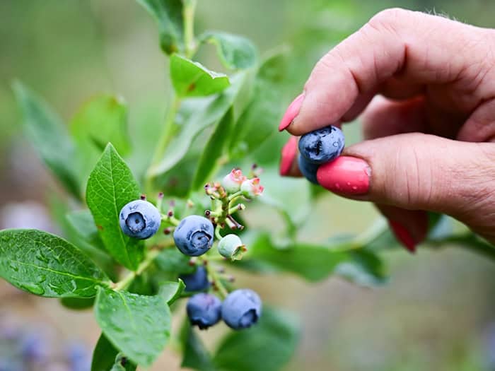 Heidelbeeren haben im Juli Saison. (Symbolbild) / Foto: Sebastian Christoph Gollnow/dpa