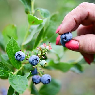 Heidelbeeren haben im Juli Saison. (Symbolbild) / Foto: Sebastian Christoph Gollnow/dpa
