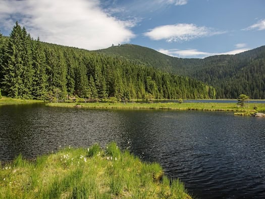Kleiner Arbersee im Bayerischen Wald: Idyllischer Bergsee umgeben von dichtem Nadelwald und moosigen Ufern.