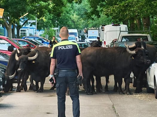 «Nervös, aber friedlich» - Wasserbüffel in Berlin ausgebüxt