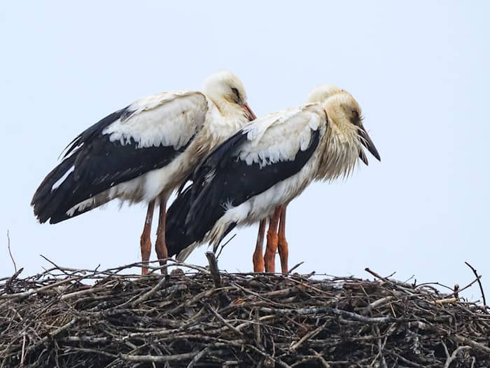 Auch die Störche bekommen zunächst noch etwas Regen ab. (Archivbild)  / Foto: Patrick Pleul/dpa