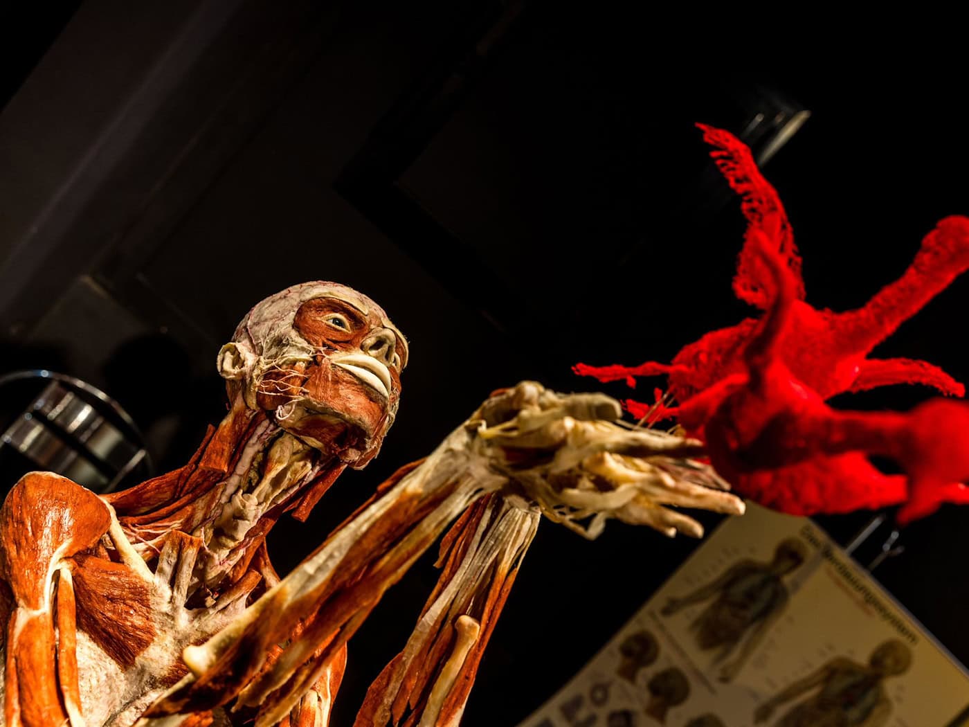 Die Plastinate aus Guben sind weltbekannt.  / Foto: Frank Hammerschmidt/dpa