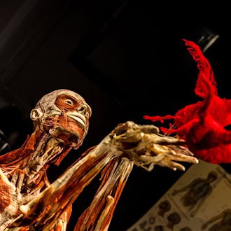 Die Plastinate aus Guben sind weltbekannt.  / Foto: Frank Hammerschmidt/dpa
