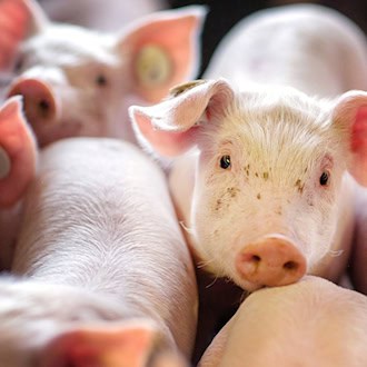Schweinezuchtbetrieb am Ende - Warnsignal für die Branche?