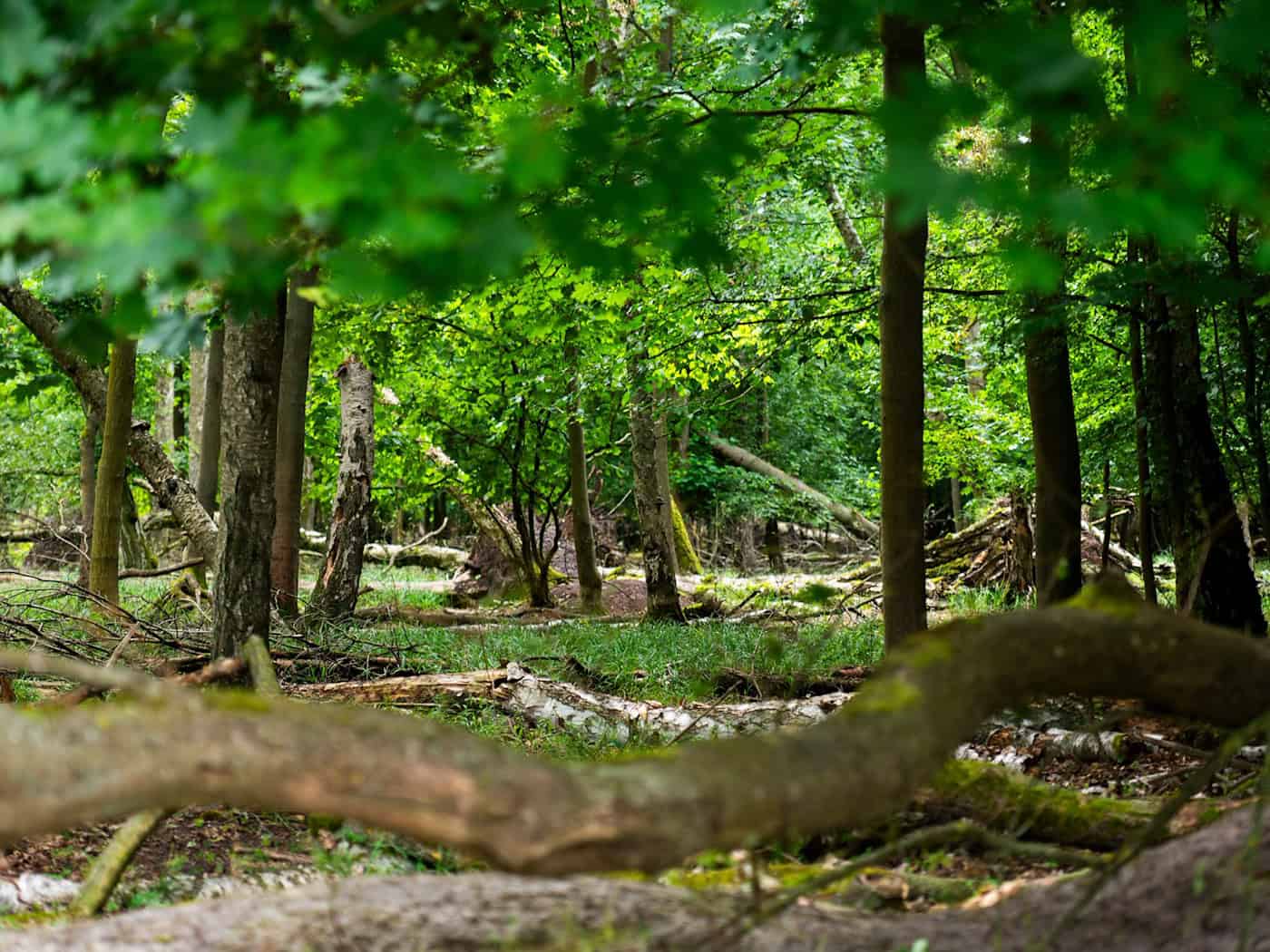 Umweltverwaltung: Wälder rücksichtsvoll genießen