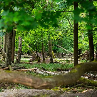 Umweltverwaltung: Wälder rücksichtsvoll genießen