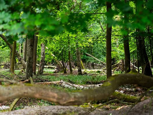 Umweltverwaltung: Wälder rücksichtsvoll genießen