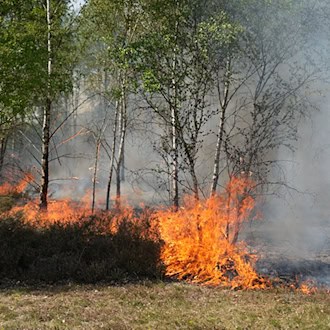 Waldbrandgefahr in Brandenburg: Kurze Entspannungsphase