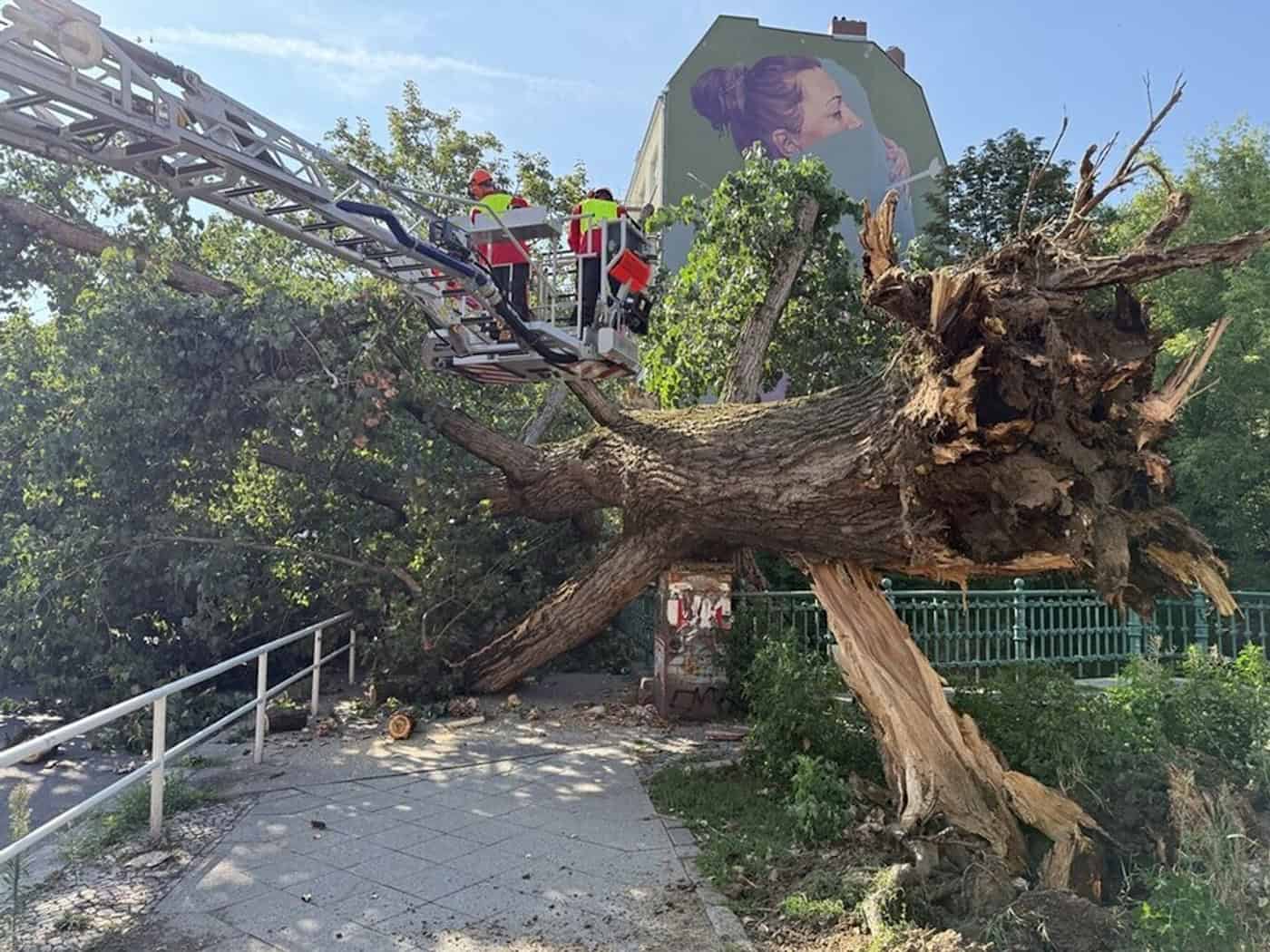 Baum stürzt auf Brücke über der Panke in Berlin