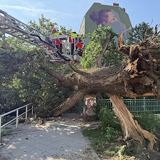Baum stürzt auf Brücke über der Panke in Berlin