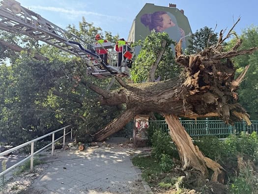 Baum stürzt auf Brücke über der Panke in Berlin