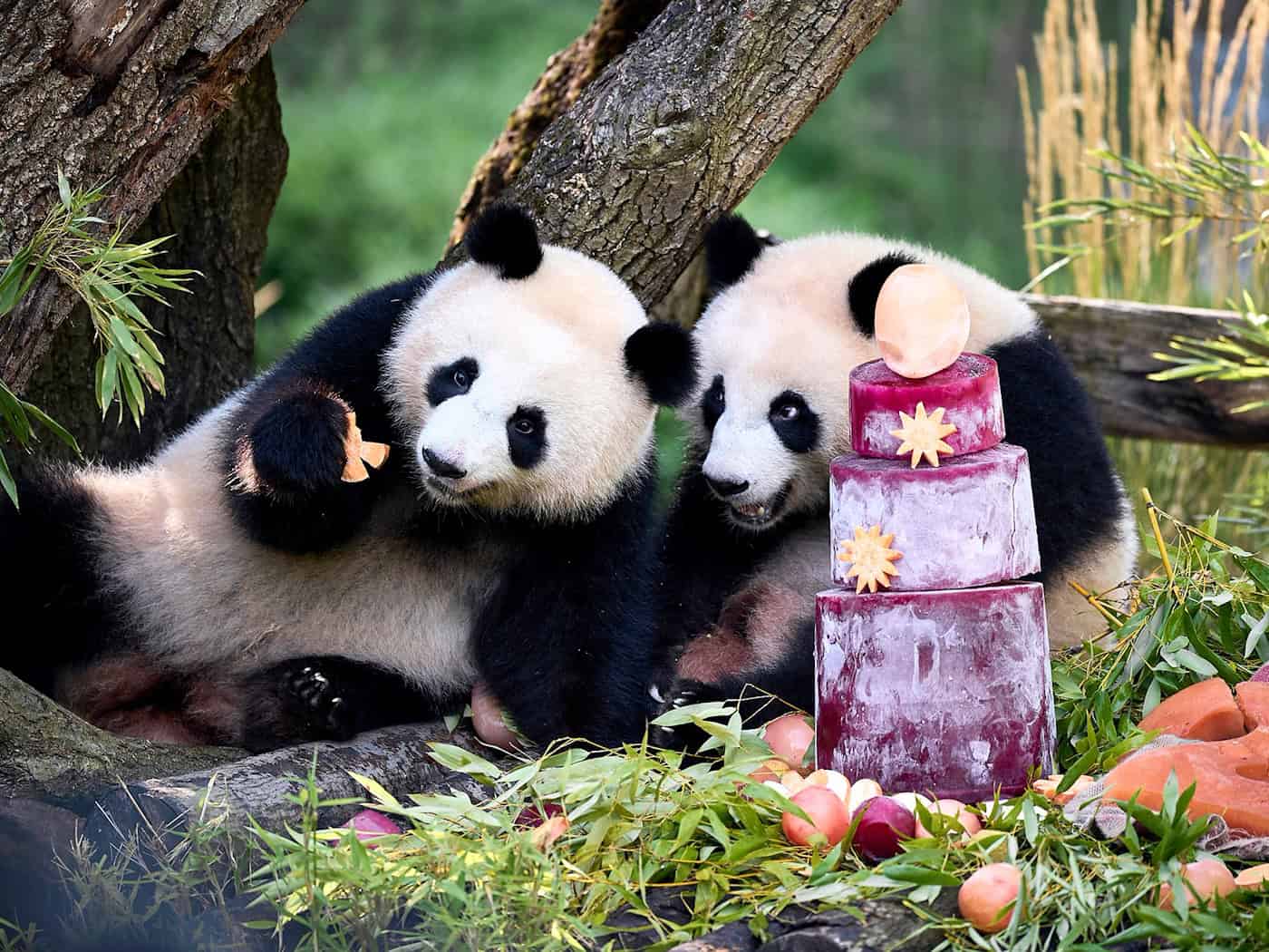 Berliner Panda-Zwillinge Leni und Lotti feiern zweiten Geburtstag mit gefrorener Gemüsesaft-Torte