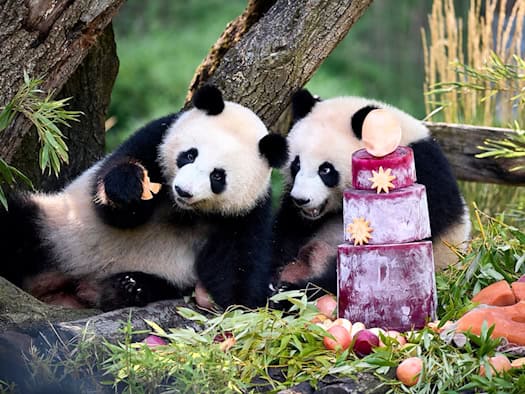 Berliner Panda-Zwillinge Leni und Lotti feiern zweiten Geburtstag mit gefrorener Gemüsesaft-Torte