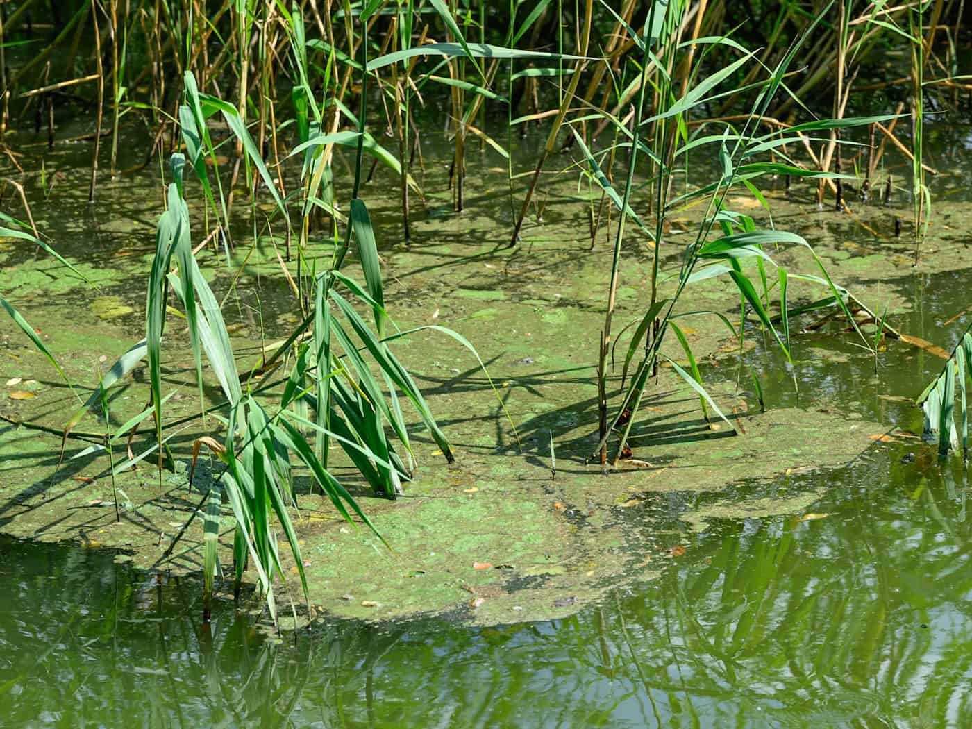 Blaualgen und Zerkarien trüben Badespaß an einigen Gewässern