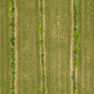 Brandenburg setzt auf Bäume auf Äckern gegen Klimastress