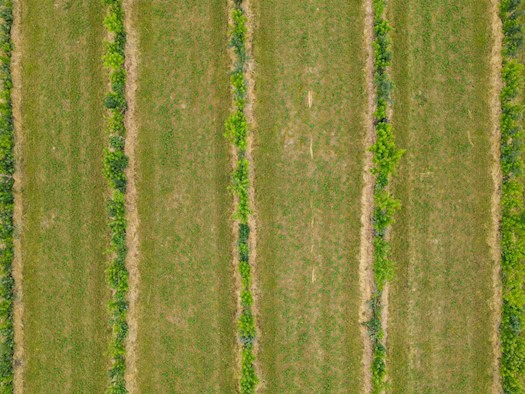 Brandenburg setzt auf Bäume auf Äckern gegen Klimastress
