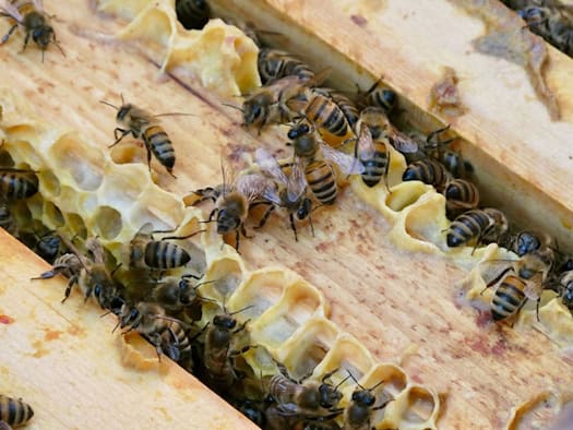 Faulbrut bei Bienen: Imker müssen Proben ihrer Völker nehmen