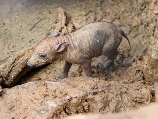 Sulawesi-Hirscheber im Tierpark Berlin geboren – Jungtier Dayan wohlauf