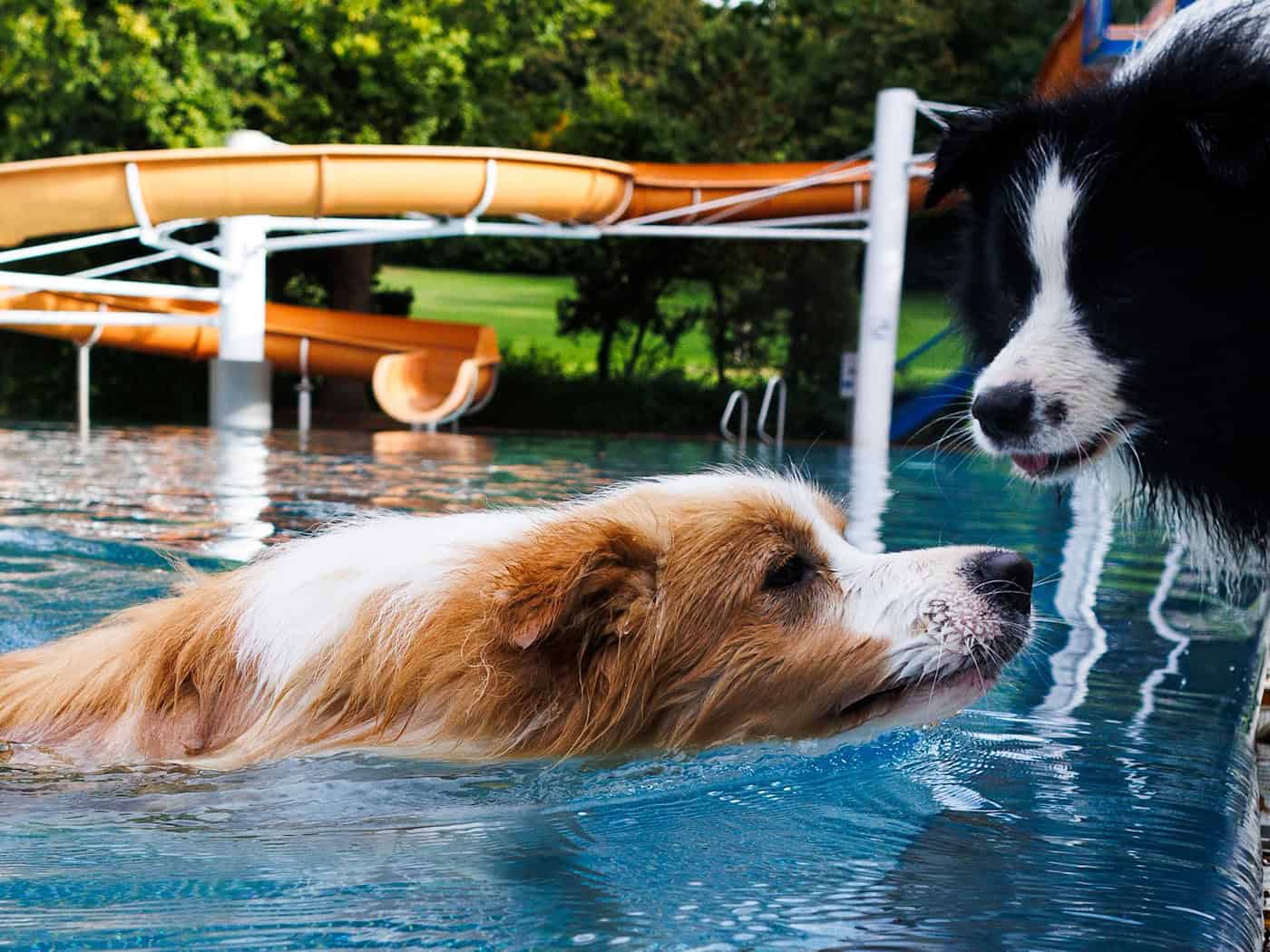 Hunde dürfen wieder in Berliner Freibädern planschen