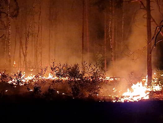 Können Waldbrände wie in Südeuropa auch Brandenburg treffen?