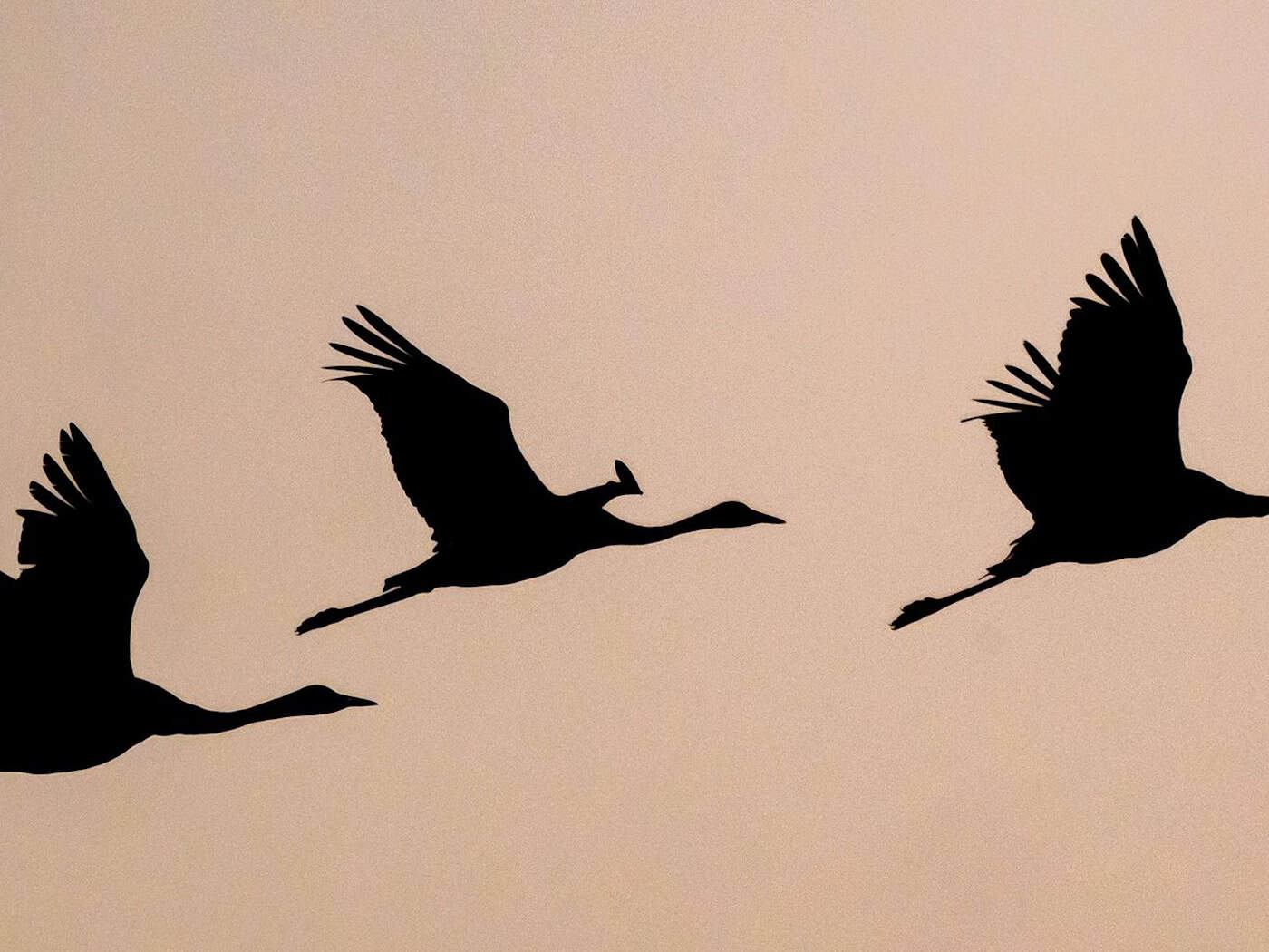 Kraniche: Vogelgrippe-Effekt wegen Trockenheit teils unklar