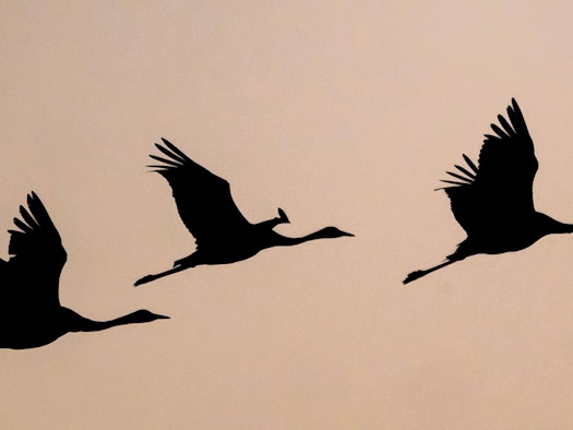 Kraniche: Vogelgrippe-Effekt wegen Trockenheit teils unklar