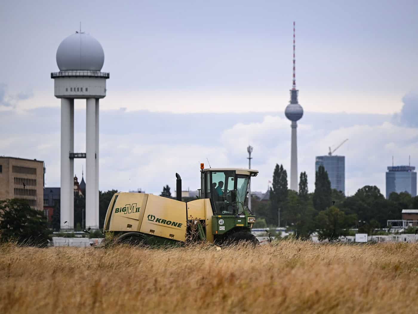 Mahd auf Tempelhofer Feld schützt Feldlerche und Insekten