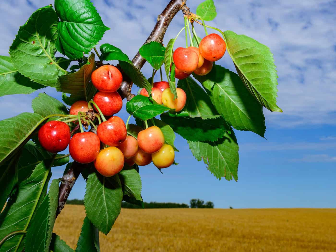 Mehr Getreide, viele Erdbeeren – aber der Spargel schwächelt