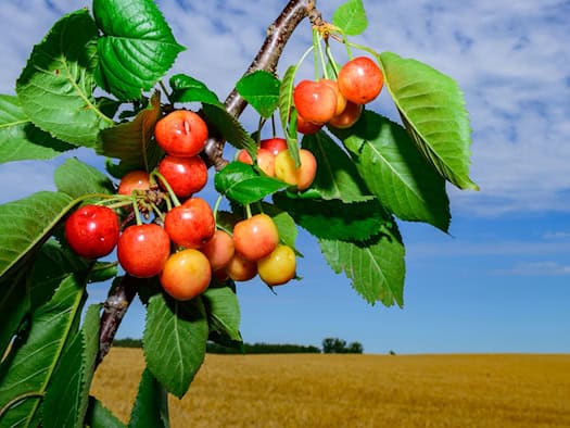 Mehr Getreide, viele Erdbeeren – aber der Spargel schwächelt
