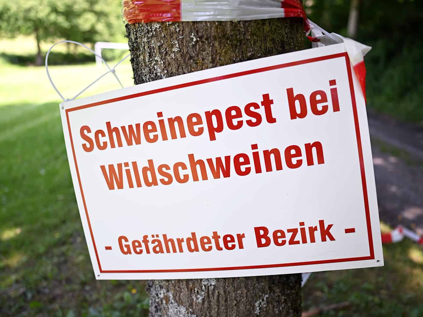 Uckermark weitet Schutzgebiet wegen Afrikanischer Schweinepest aus