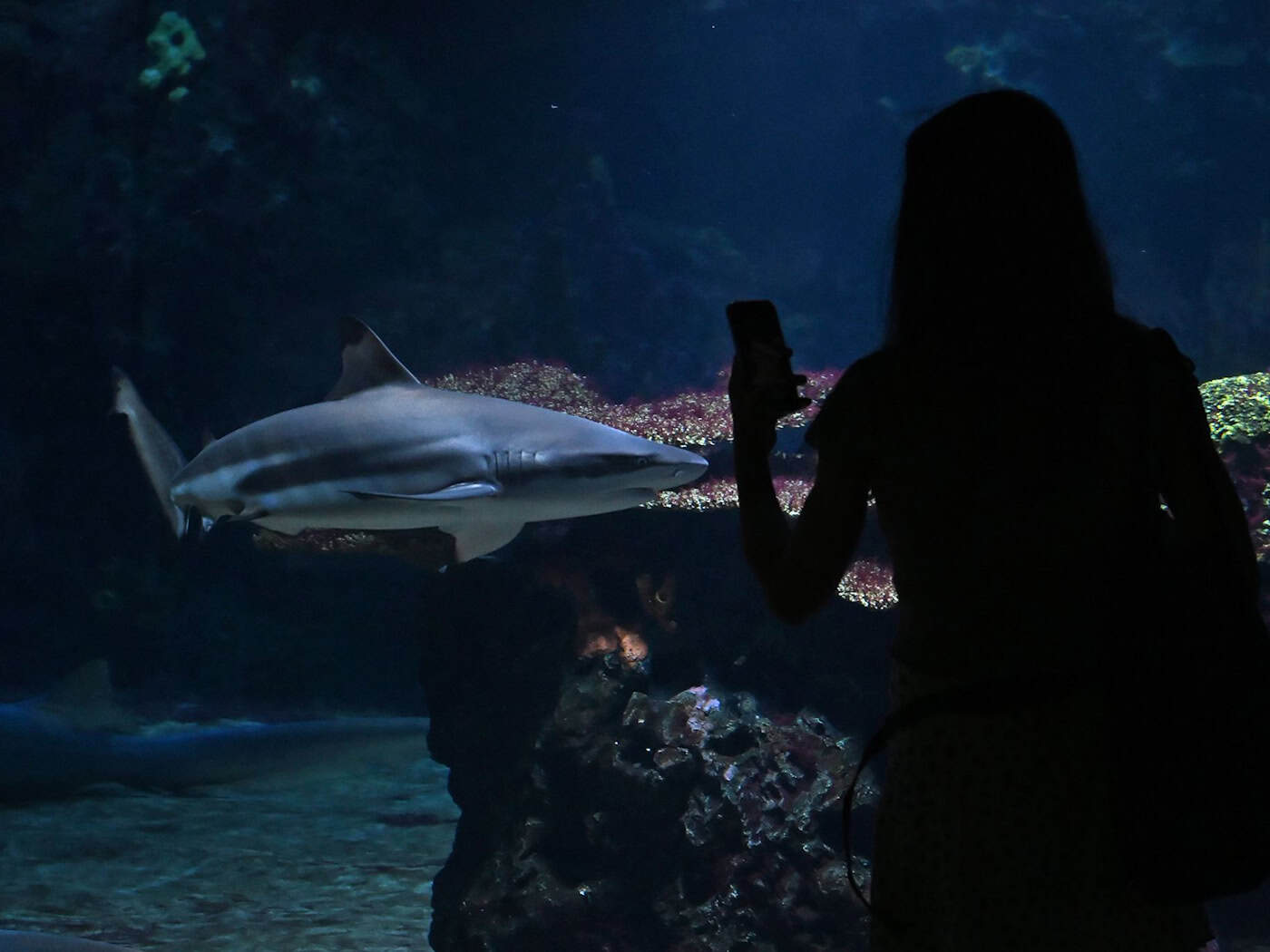 Neue Tiere und Becken: Berliner Aquarium fertig saniert