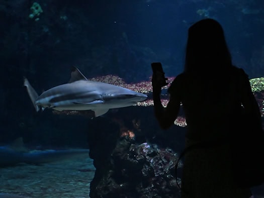 Neue Tiere und Becken: Berliner Aquarium fertig saniert