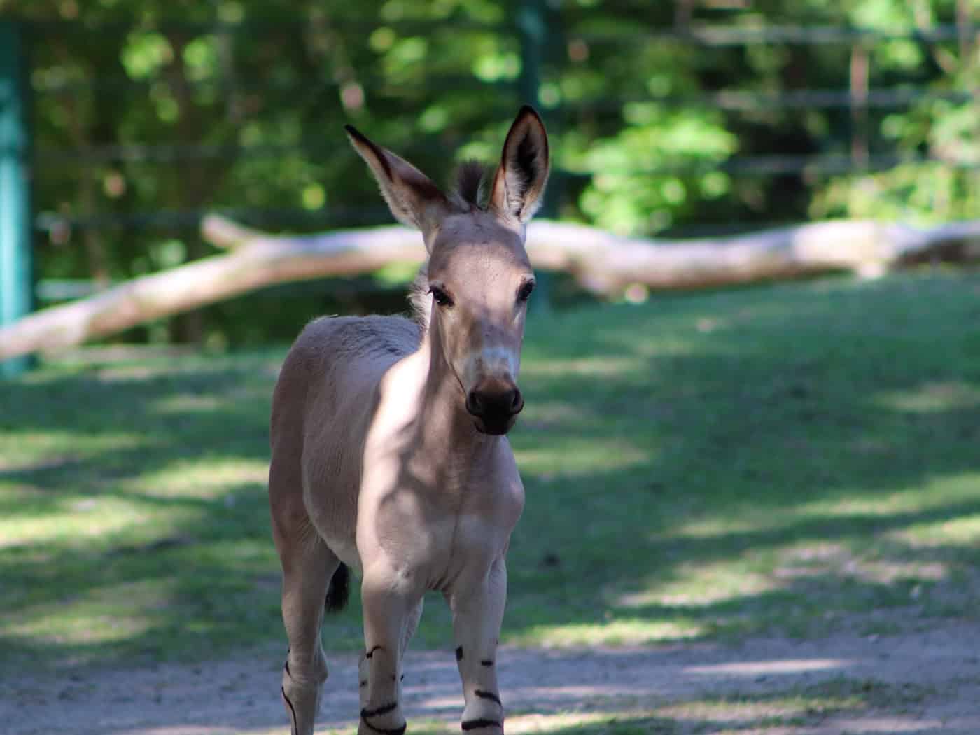 Seltene Somali-Wildesel im Tierpark Berlin geboren
