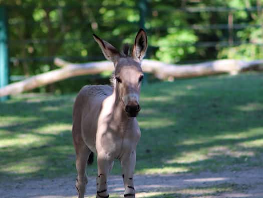 Seltene Somali-Wildesel im Tierpark Berlin geboren