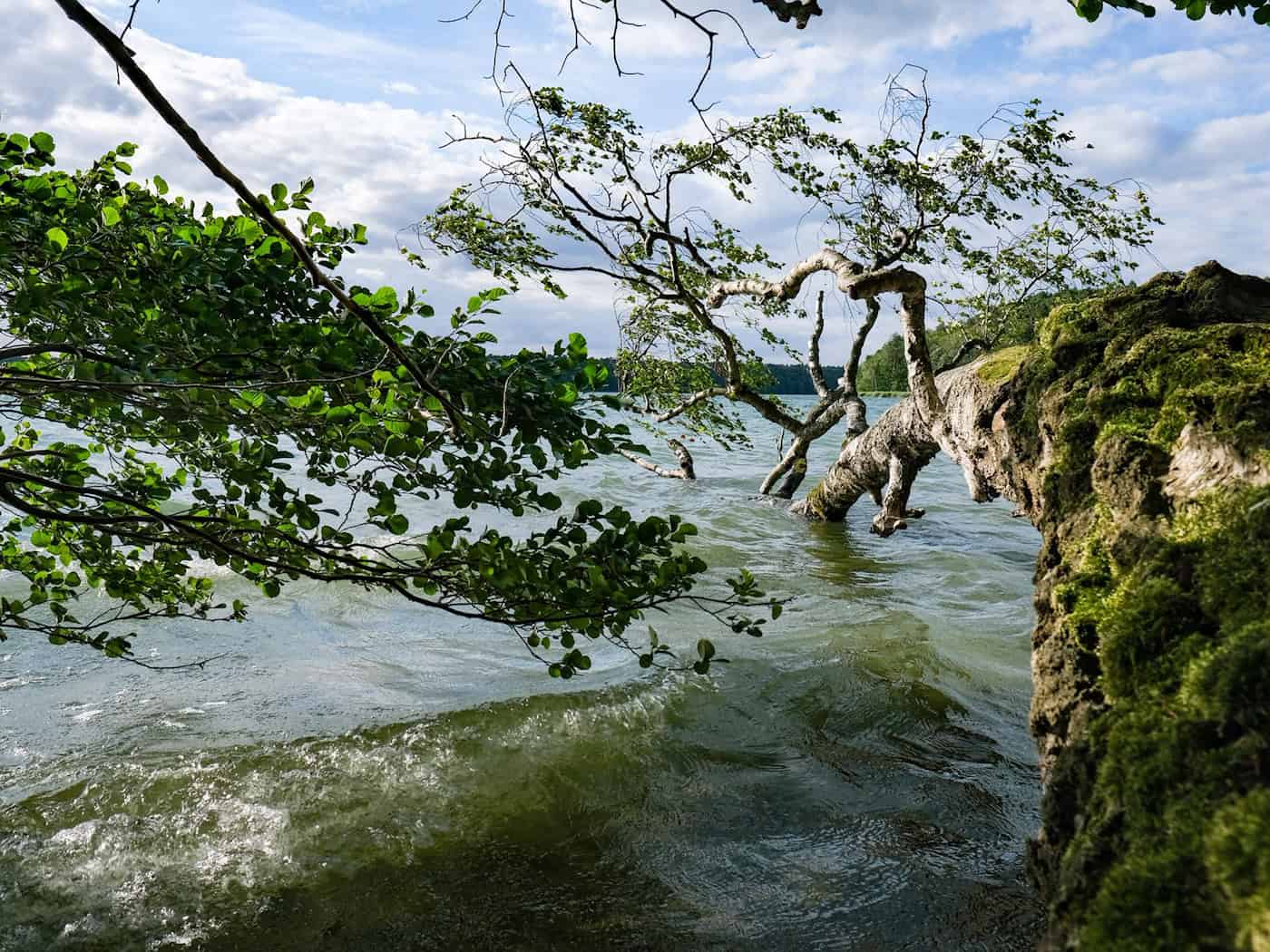Stechlinsee: Wasserqualität verbessert sich weiterhin