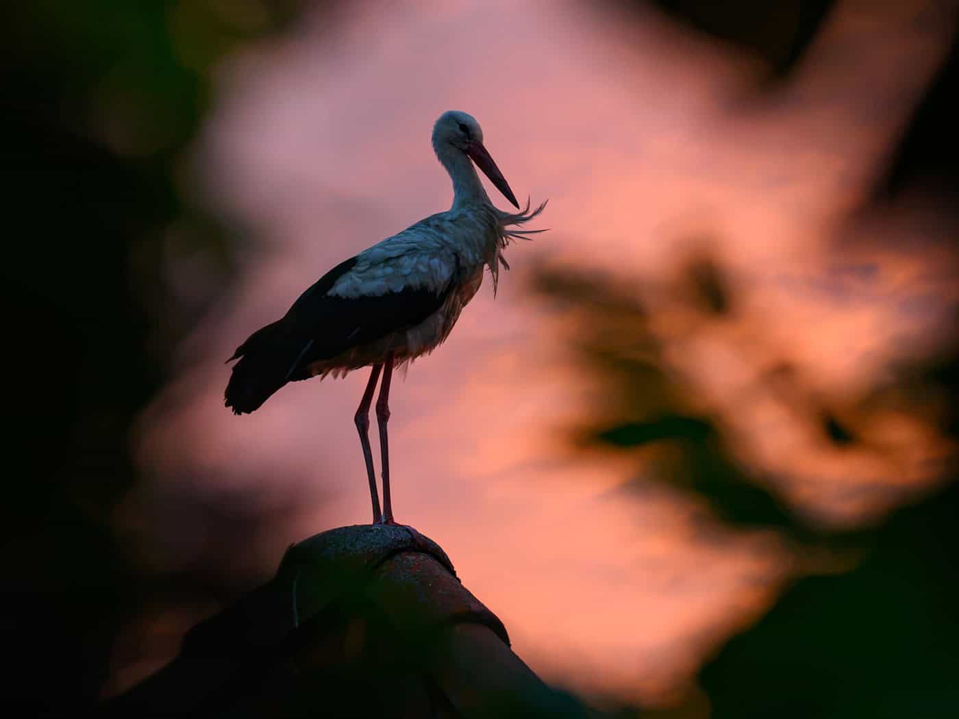 Storch von Kirche geschossen - in Tierarztpraxis operiert