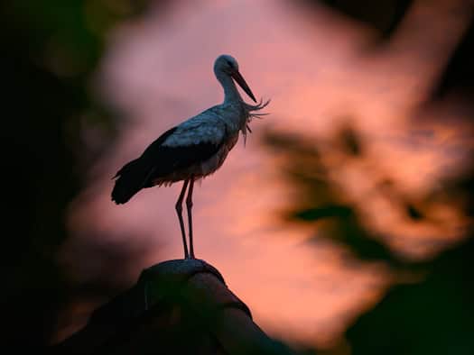 Storch von Kirche geschossen - in Tierarztpraxis operiert