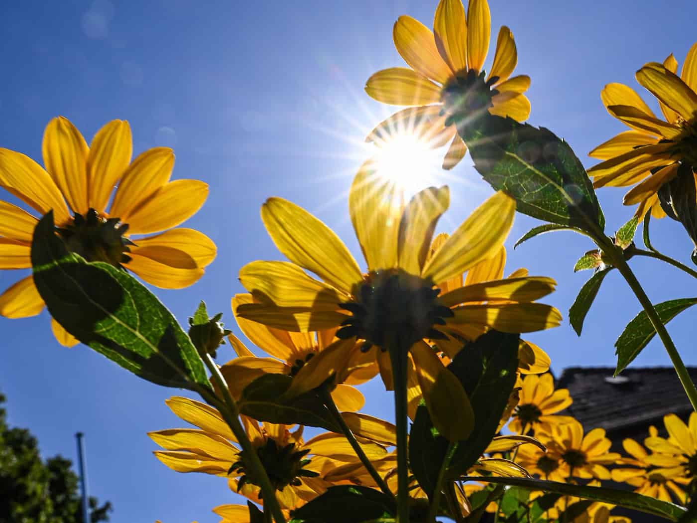 Berlin-Neukölln: Umweltbildungszentrum im Britzer Garten nach Brand wiederaufbauen
