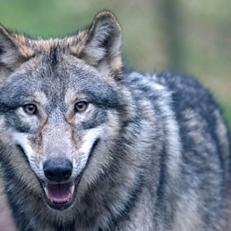 Brandenburg: Agrarministerium plant Abschuss von bis zu zehn Wölfen – Kritik von Jägern und Landwirten