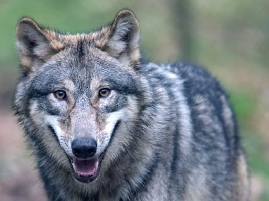 Brandenburg: Agrarministerium plant Abschuss von bis zu zehn Wölfen – Kritik von Jägern und Landwirten