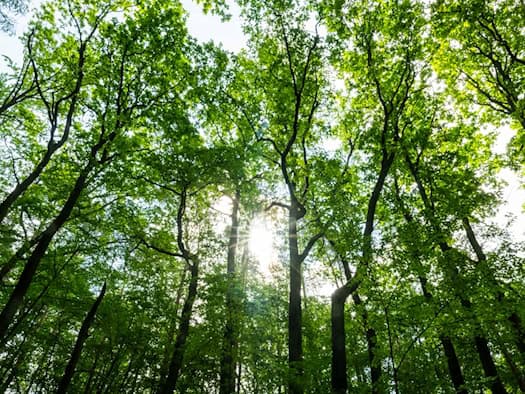 Waldbrandgefahr in Berlin steigt